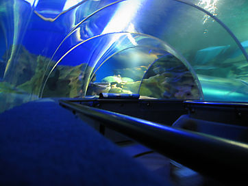 Afbeelding: De 90 meter lange tunnel in Aquaria KLCC