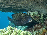 Afbeelding: Sipadan - Vis