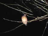 Afbeelding: Een kingfisher